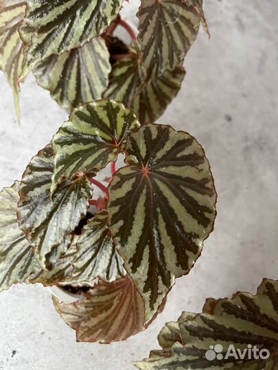 Бегония Irian Jaya