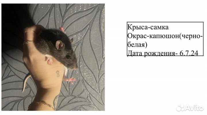 Сатиновые мыши,декоративные мыши