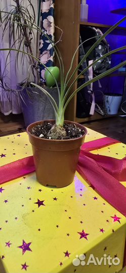 Пальма * Нолина Бокарнея*