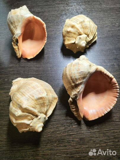 Морские ракушки раковины