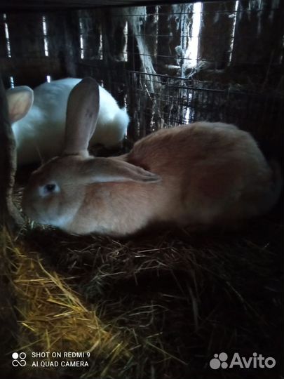 Кролики(самки)