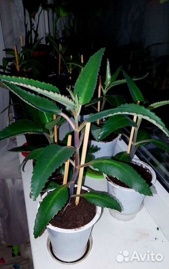 Каланхоэ лечебное