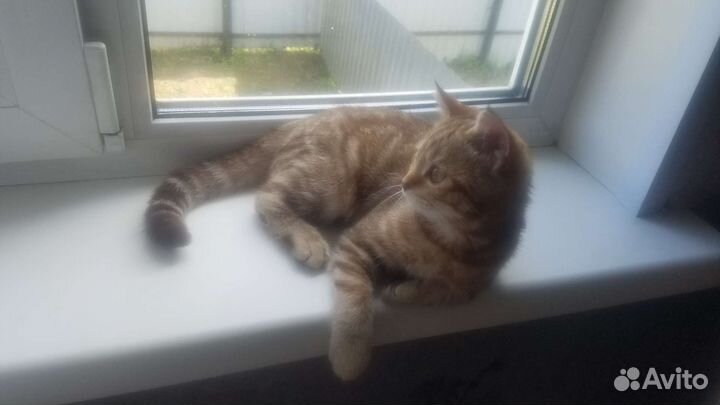 Котенок Британец