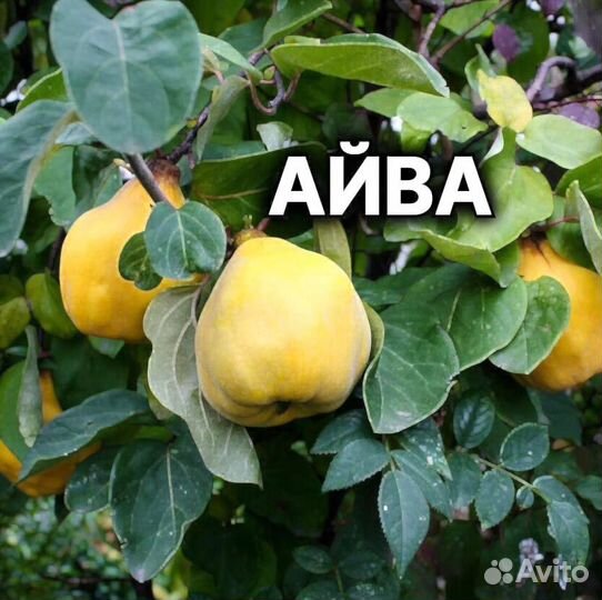 Плодовые декоративные деревья