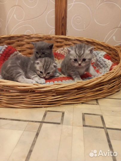Шотландские котята