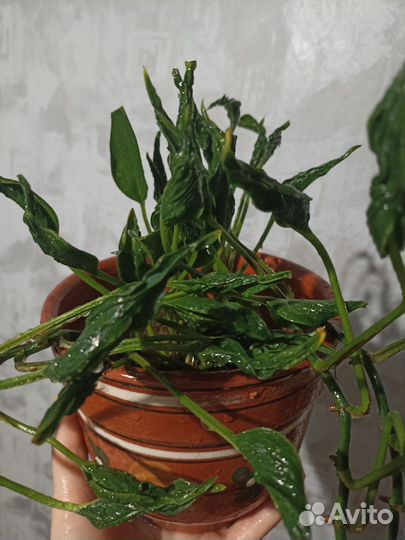 Сциндапсус Годзилла