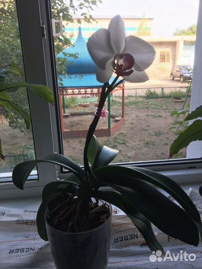 Орхидея фаленопсис