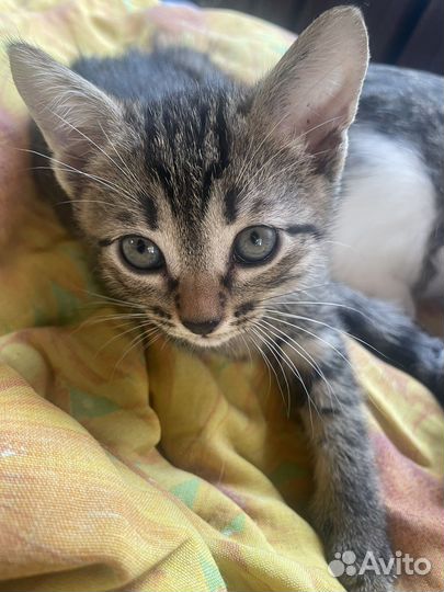 Отдам котенка