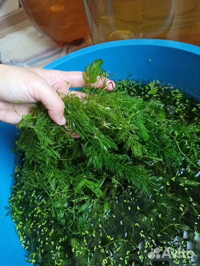 Аквариумное растение