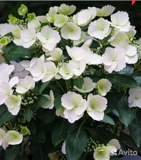 Гортензия саженцы