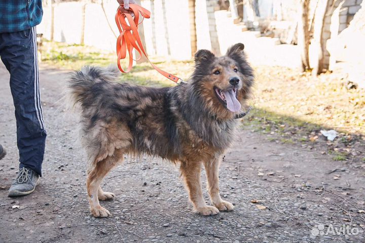 Большой пес Лëва в добрые руки