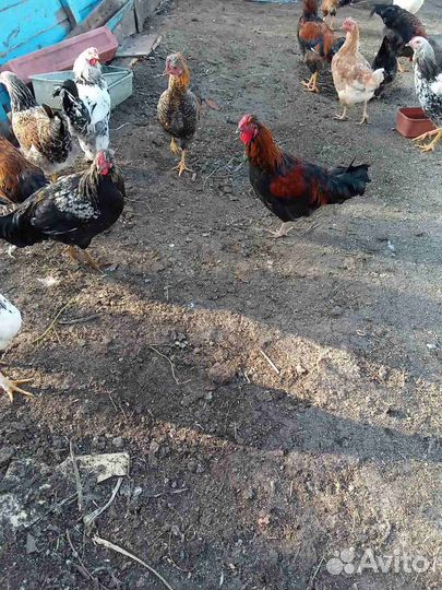 Молодые петухи