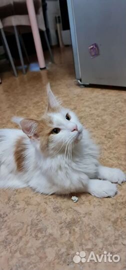Кошка мэйн кун