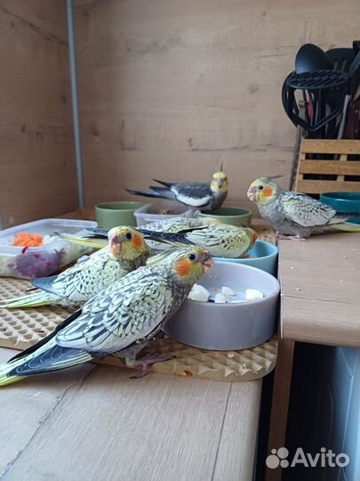 Попугай корелла