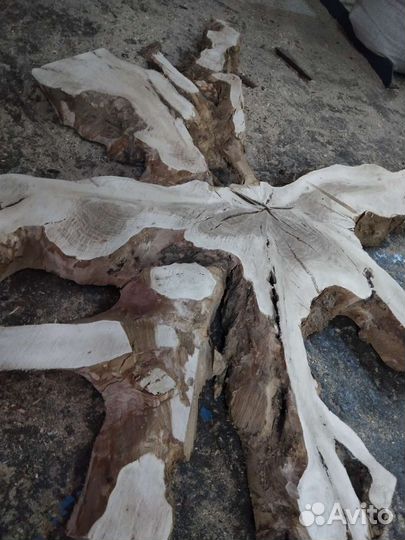 Слэб корня дуба