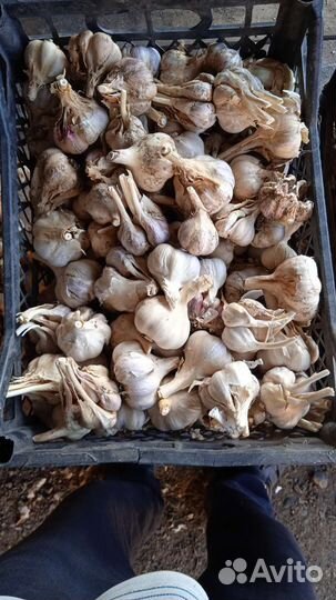 Чеснок домашний