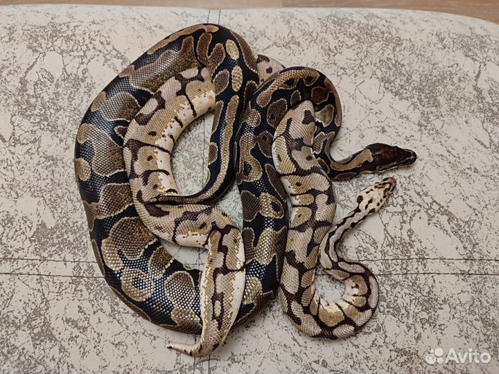 Передержка змей и других рептилий