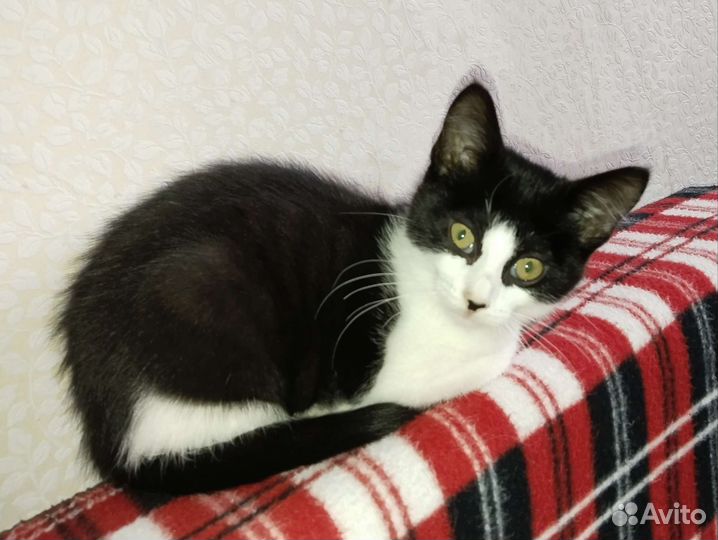 Котята в добрые руки бесплатно