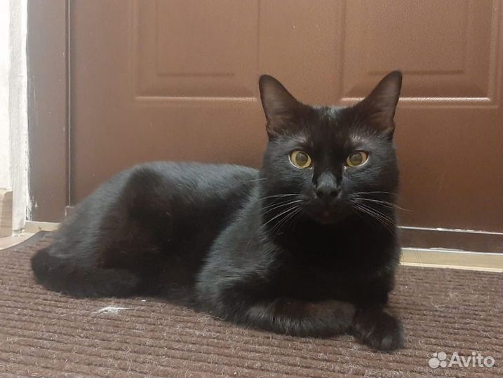 Чёрный кот