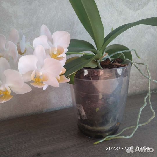 Орхидея