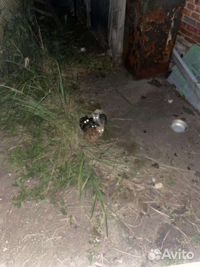 Кошка в дар бесплатно