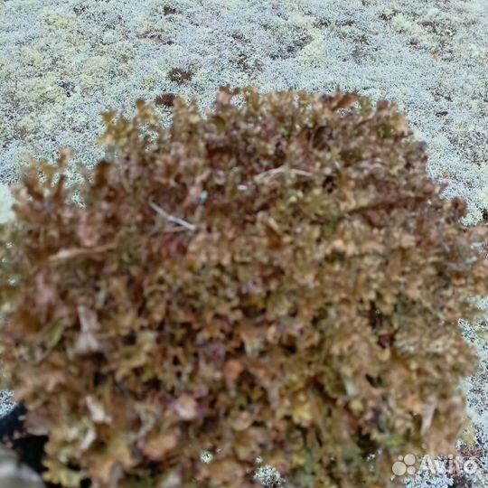 Мох исландский центария