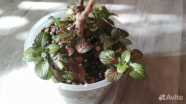 Кротон-кодиеум, фикус, хедера, эпипремнум