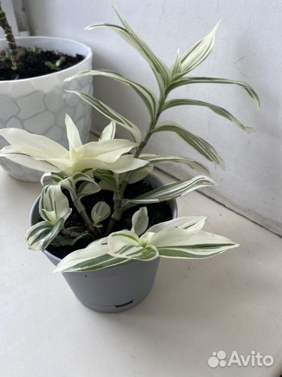 Традесканция