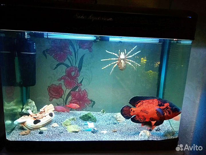 Аквариум с рыбкой