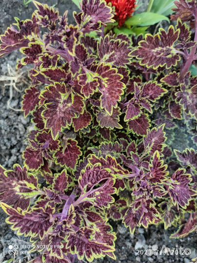 Колеусы вегетативных сортов