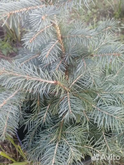 Ель голубая от 50см до 2метров