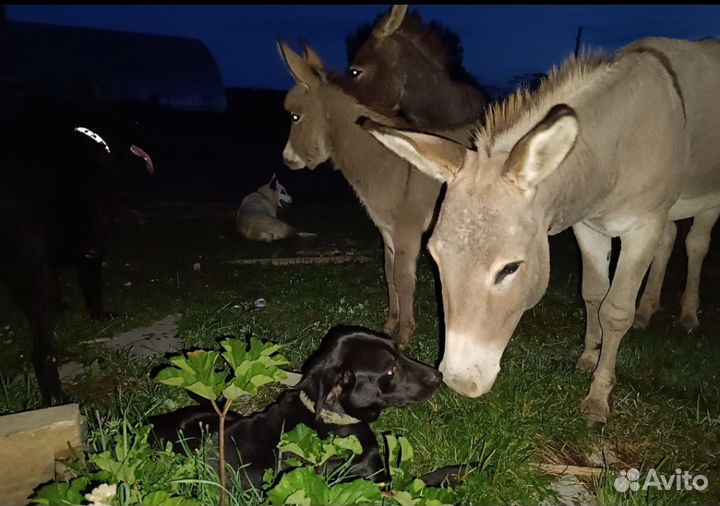 Продажа ослов