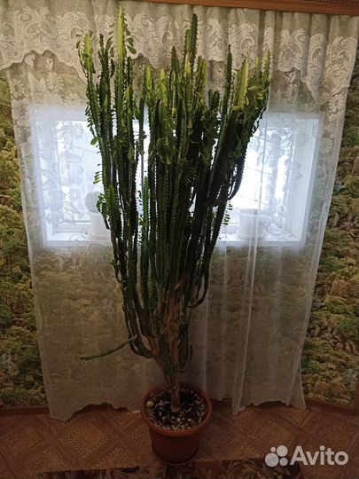 Большой кактус