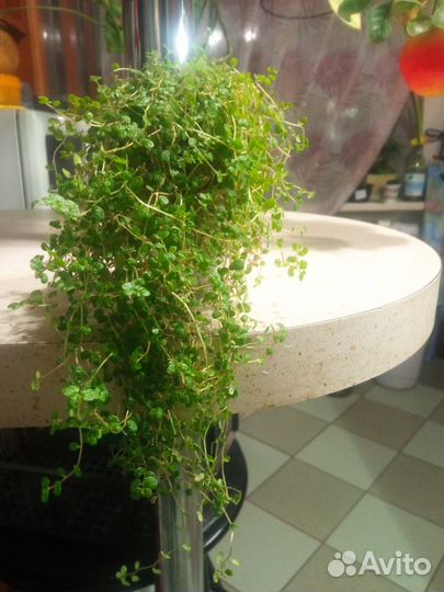 Солейролия растение