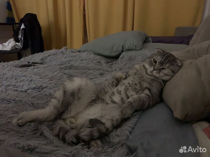 Шотландский кот вязка
