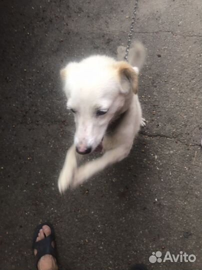 Собака(кабель) в добрые руки