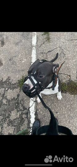 Выгул собак/зооняня/зоозабота на вашей территории