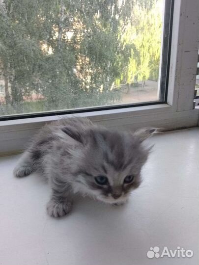 Кошка, котята в дар бесплатно