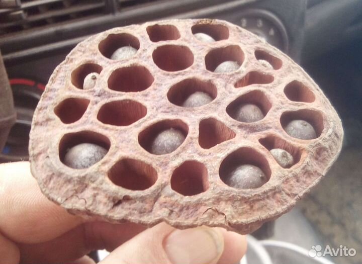 Лотос Комарова (семена)