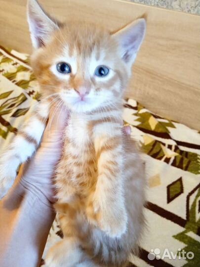 Котëнок мальчик