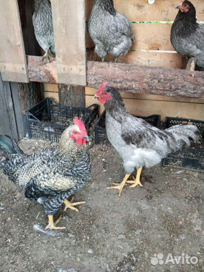 Молодые петухи