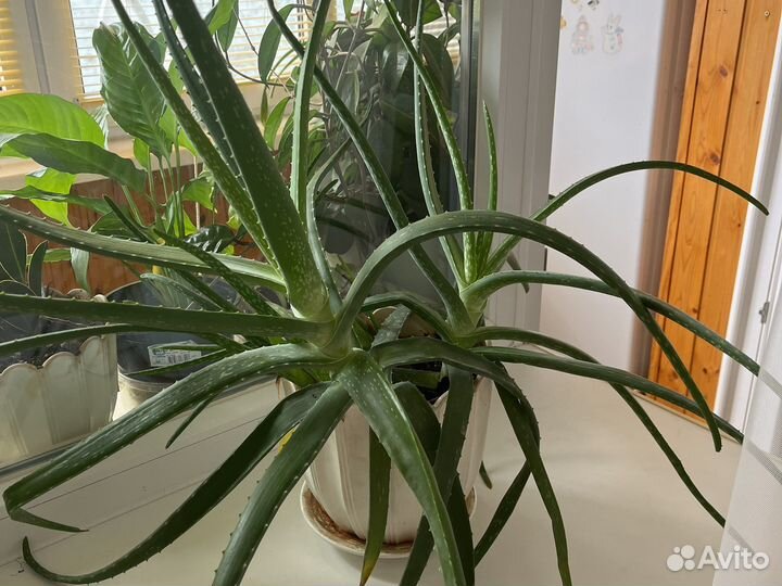 Спатифиллум, фикус, алоэ