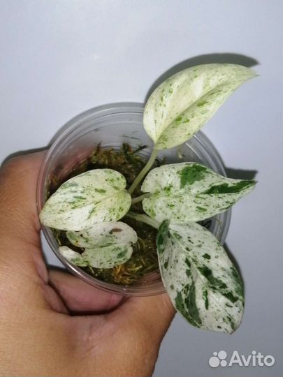 Эпипремнум марбл