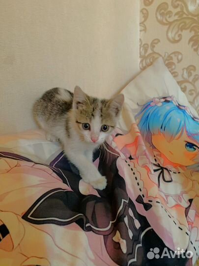 Нежный мальчик ищет дом