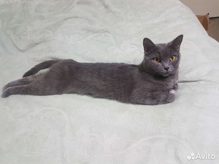 Кошка в добрые руки