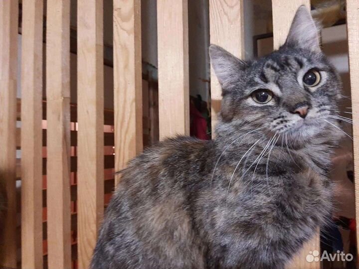 Кошка в добрые руки