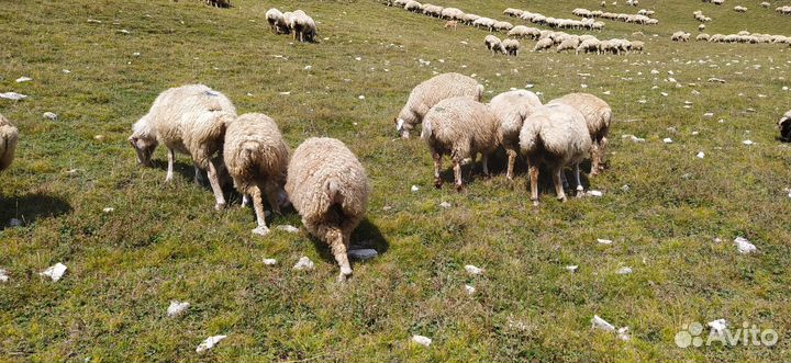 Ягнята ярочки