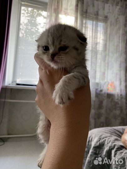 Котята британцы