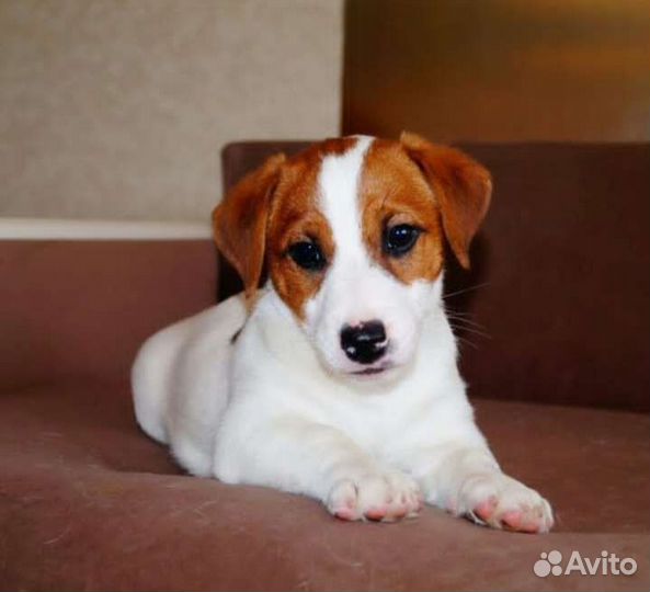 Щенок джек рассел терьер