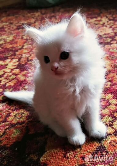Котята турецкой ангоры